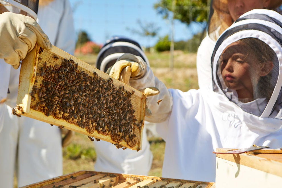 تربية النحل في مزرعة وادي الكرمل