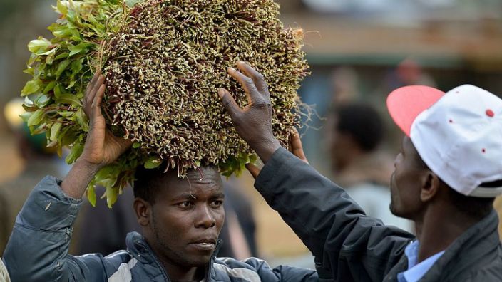 مزارع قات يحمل حصاد القات في سوق محلي مفتوح في ماوا ، في مقاطعة ميرو ، 9 سبتمبر ، 2016 في وسط كينيا.